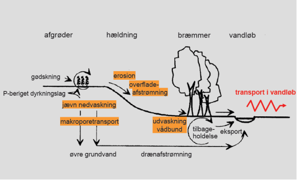 Figur 1. Transportvejene for fosfor, kilde G. Heckrath 2010.